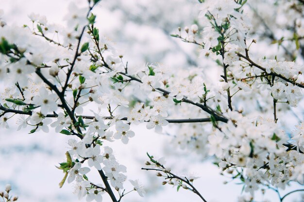 fond de printemps fleur de cerisier par une journée ensoleillée