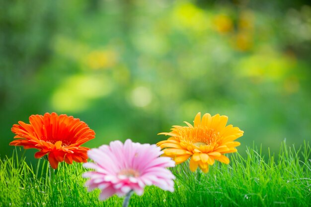 Fond de printemps - fleur dans l'herbe