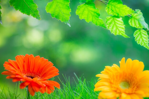 Fond de printemps - fleur, herbe et feuilles vertes