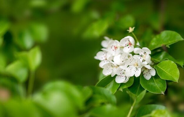 Fond de printemps. Fleurs blanches dans les feuilles vertes. Poire en fleurs.