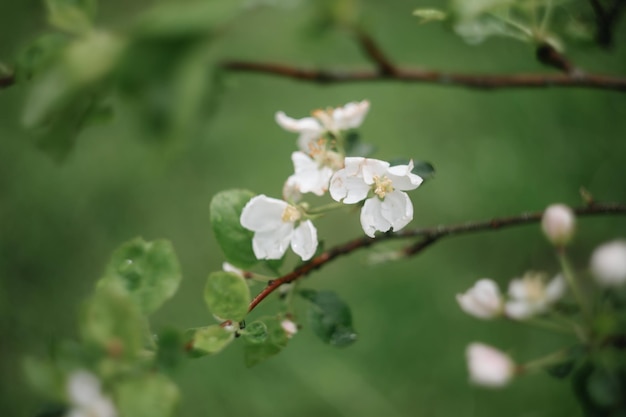 fond de printemps avec des fleurs blanches et des feuilles de pommier