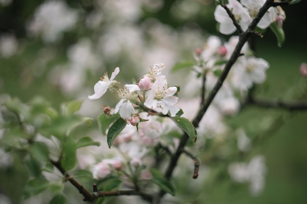 fond de printemps avec des fleurs blanches et des feuilles de pommier