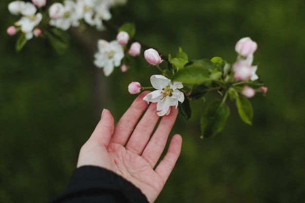 fond de printemps avec des fleurs blanches et des feuilles de pommier