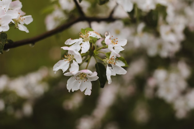 fond de printemps avec des fleurs blanches et des feuilles de pommier