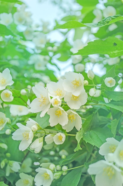 Fond de printemps avec des fleurs de jasmin en fleurs lumineuses