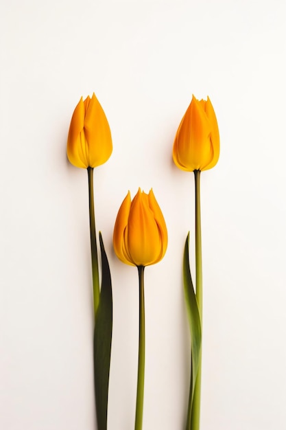 Fond de printemps floral élégant minimaliste avec espace de copie