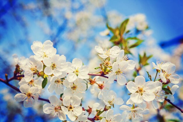 Fond de printemps floral fleurs blanches de cerisier en fleurs sur le stile instagram de ciel flou