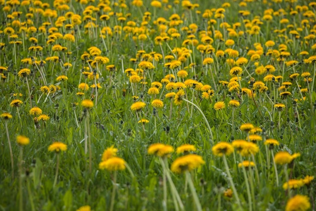 Fond de printemps floral naturel pissenlits jaunes dans le champ