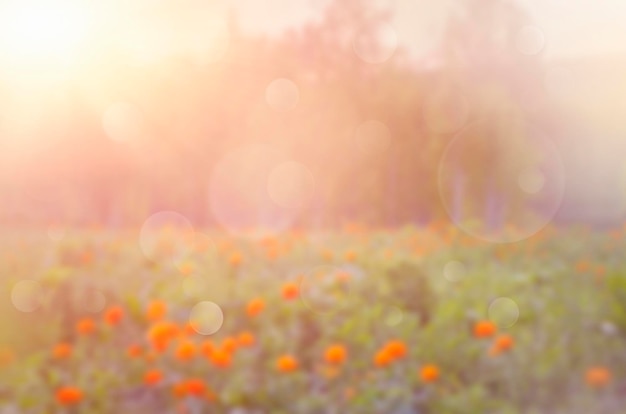 fond de printemps flou naturel avec bokeh