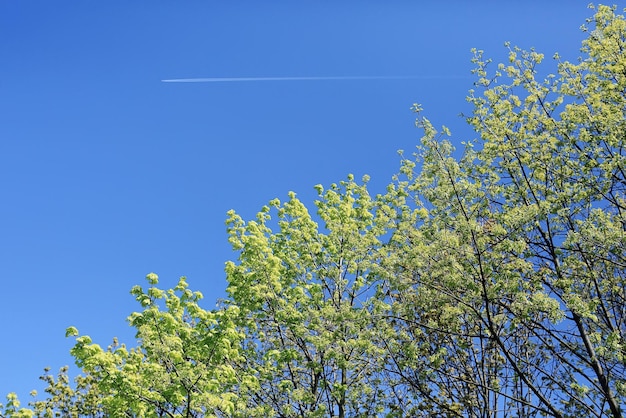 fond de printemps de jeunes feuilles vertes