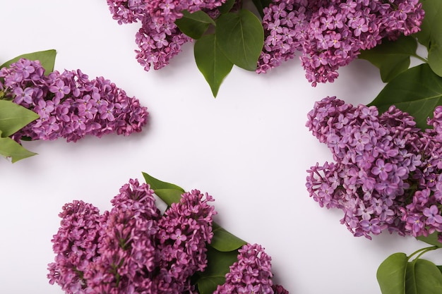 Fond de printemps de lilas violets en fleurs sur fond blanc avec espace de copie