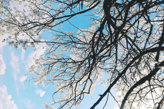 Fond de printemps nature avec des branches d'arbres fleurissent des fleurs blanches et un ciel nuageux