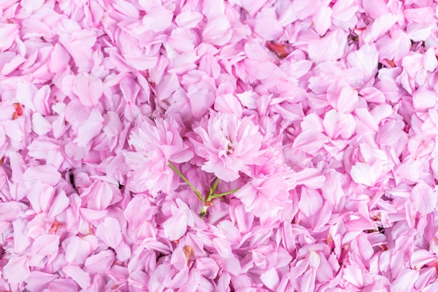 Fond de printemps naturel avec des pétales roses d&#39;une fleur de cerisier. Pétales dans la rue.