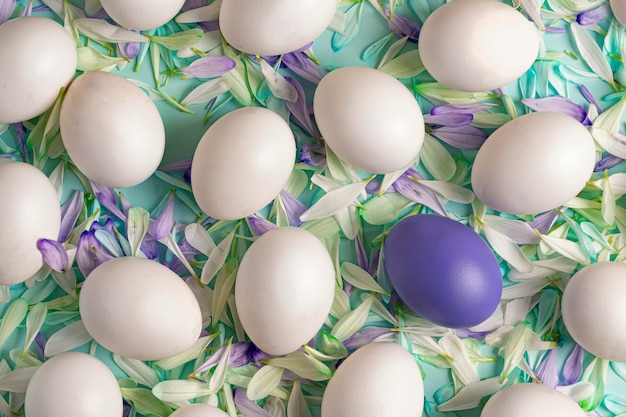 Fond de printemps de Pâques-beaucoup d'oeufs blancs sur fond vert, parsemé de pétales de fleurs de chrysanthème-blanc