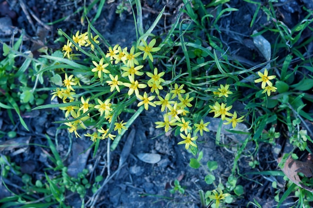 Fond de printemps avec de petites fleurs épanouies jaunes. De petites fleurs jaunes poussent dans une prairie ensoleillée. Espace de copie