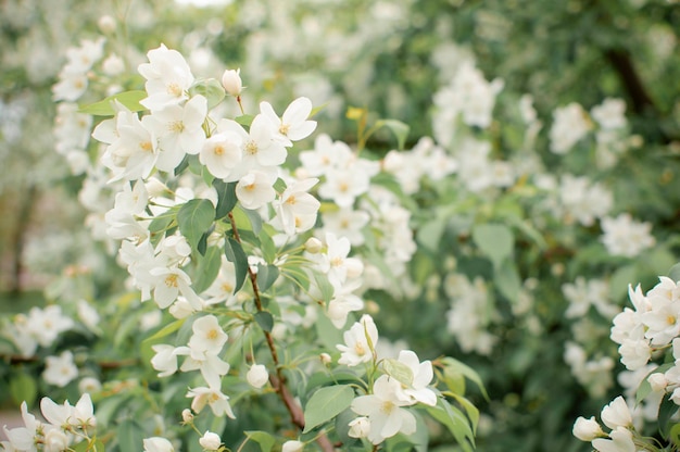 Fond de printemps avec un pommier en fleurs sur un panorama de fond clair Belles fleurs sur une branche de pommier sur le fond d'un jardin flou