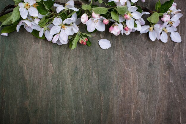 Fond de printemps pommier en fleurs