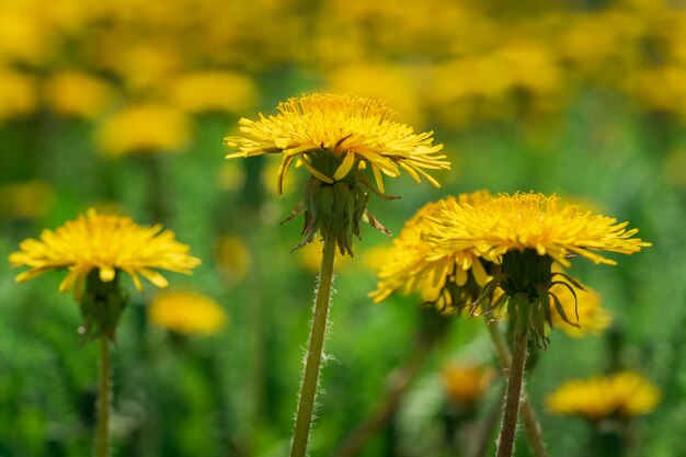 Fond de printemps de prairie de beaux pissenlits jaunes.