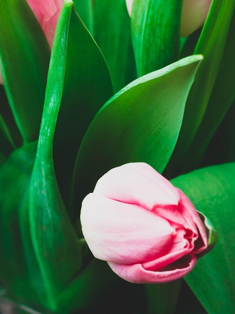 Fond de printemps avec des tulipes roses Concept de félicitation