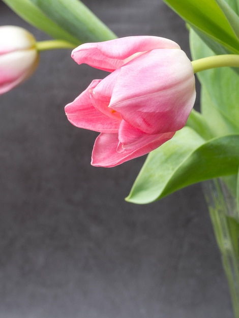 Fond de printemps avec des tulipes roses Concept de félicitation