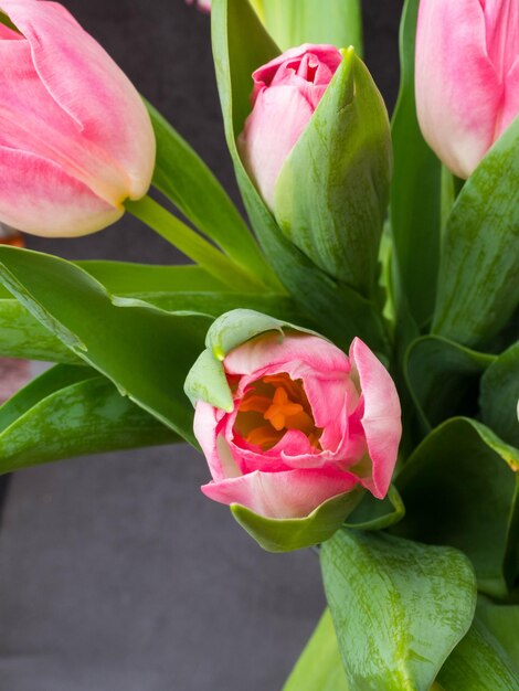 Fond de printemps avec des tulipes roses Concept de félicitation