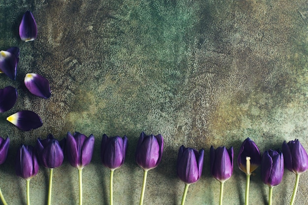 Fond de printemps avec des tulipes violettes sur l'espace de vue de dessus de table verte pour le texte