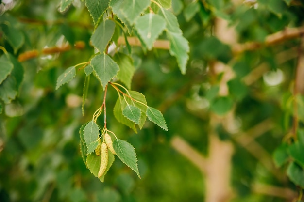 Fond de printemps vert frais avec des chatons de bouleau et de jeunes feuilles vertes juteuses sur les branches Betula pendula Gros plan