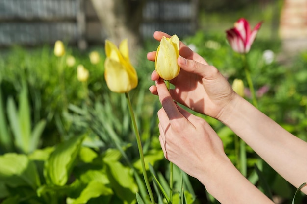 Fond de printemps vert, main de femme avec des fleurs de tulipes dans le jardin de printemps.