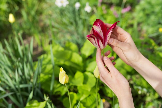 Fond de printemps vert, main de femme avec des fleurs de tulipes dans le jardin de printemps.