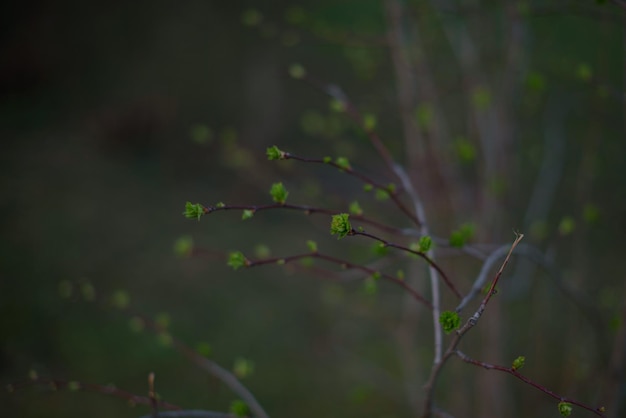 fond de printemps