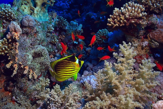 fond de récif corallien, écosystème de la vie marine sous-marine océan mer