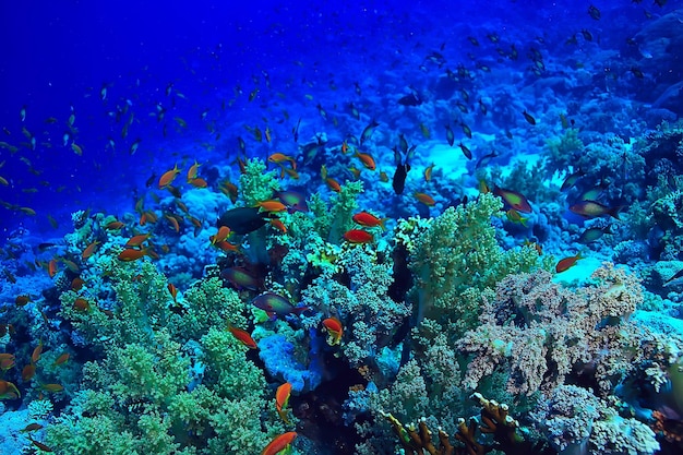 fond de récif corallien, écosystème de la vie marine sous-marine océan mer