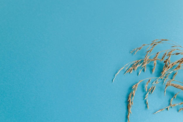 Fond romantique bleu avec des plantes sèches et espace de copie