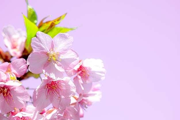 Un fond rose avec un bouquet de fleurs portant le mot sakura.