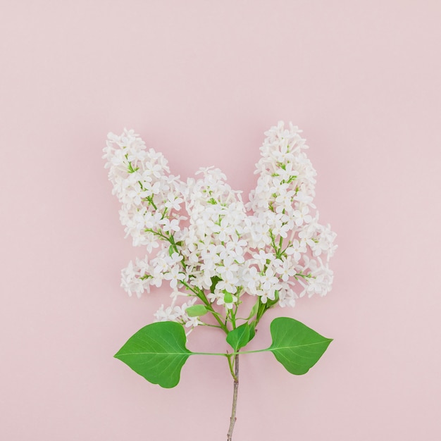 Fond rose avec des fleurs lilas blanches