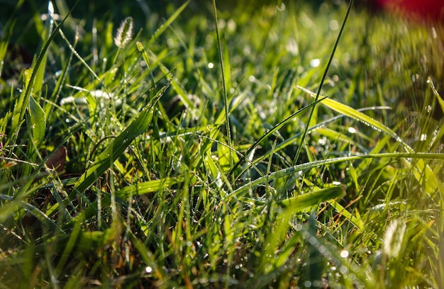 Photo fond de la rosée du matin d'été