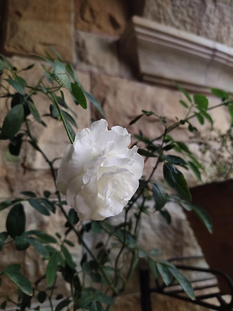 fond de roses blanches