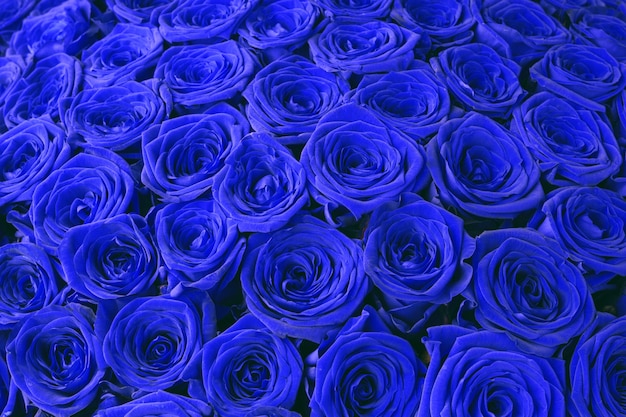 Fond de roses fleuries bleues