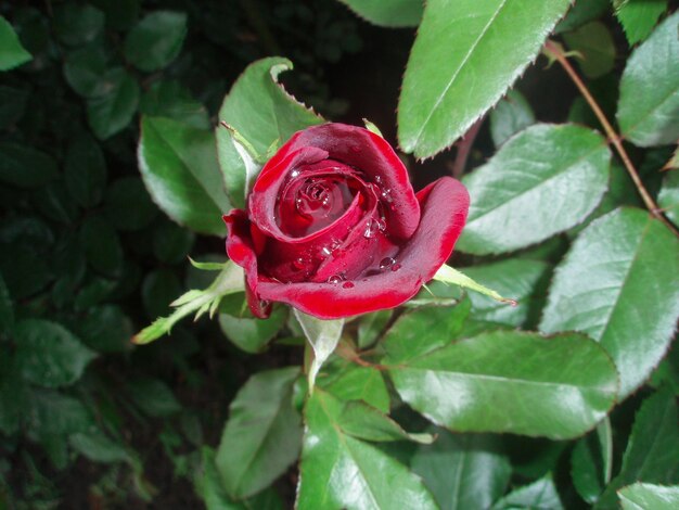 Fond de roses rouges naturelles Fond de fleur rose rouge
