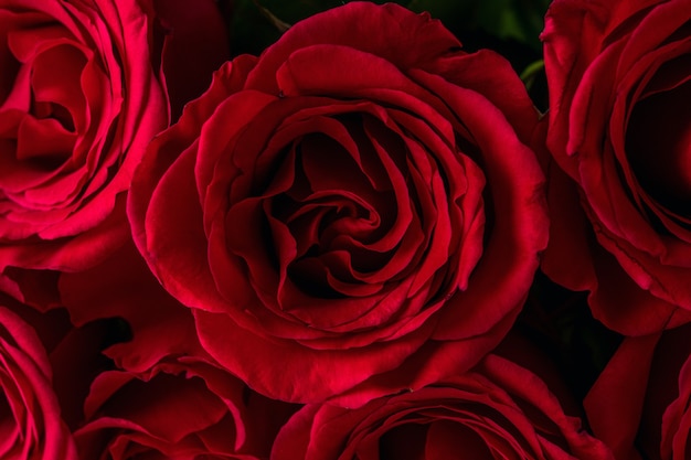 Fond de roses rouges naturelles.