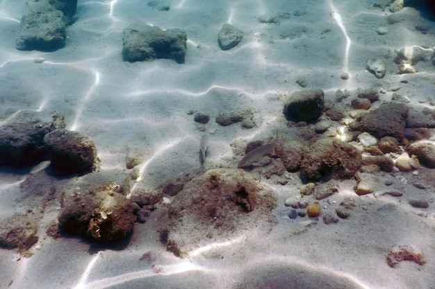 Fond de sable, poissons nageant sous l'eau