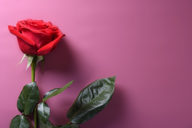 Fond de Saint Valentin carte de voeux symboles d'amour, décoration rouge avec des roses. Vue de dessus avec espace de copie et texte.