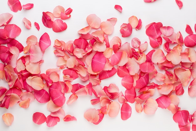 Fond de la Saint-Valentin. Pétales de fleurs de rose sur blanc.