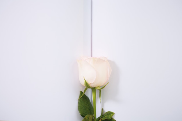 Fond de Saint Valentin. Roses roses sur fond de papier