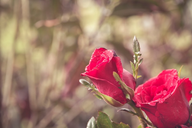 Fond de Saint Valentin avec des roses rouges