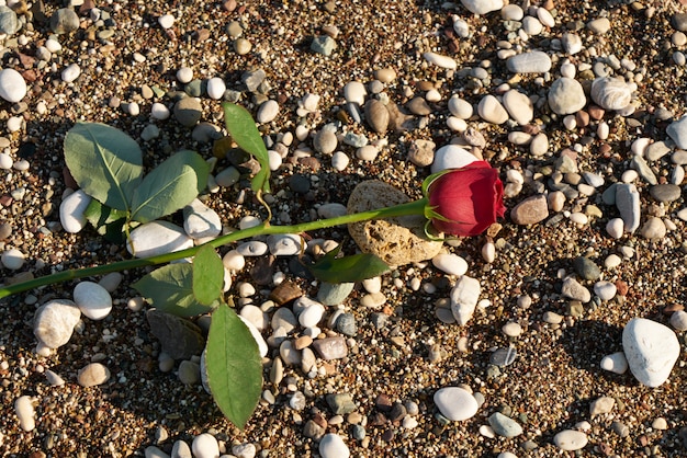 Fond de la Saint-Valentin