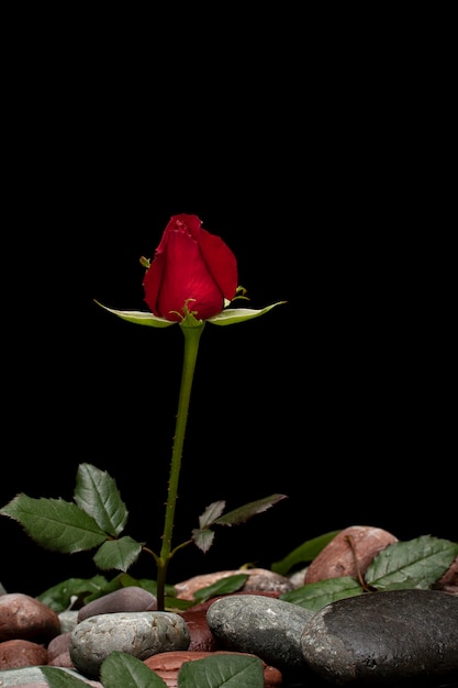 Fond de la Saint-Valentin