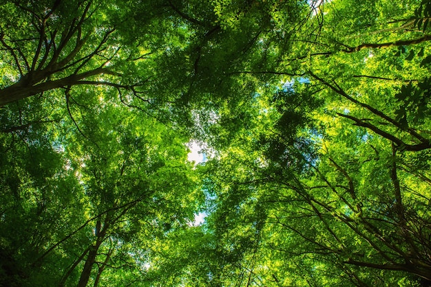 Fond saisonnier extérieur naturel de la forêt verte d'été