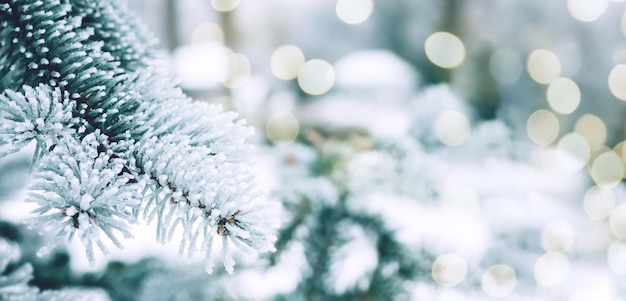 Fond de sapin enneigé de Noël d'hiver Branches de pin de neige avec bokeh Bannière panoramique web d'hiver ou de Noël avec espace de copie