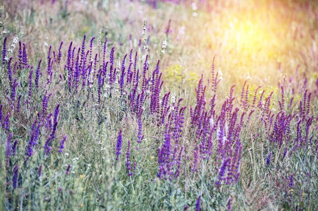 Fond de sauge en fleurs